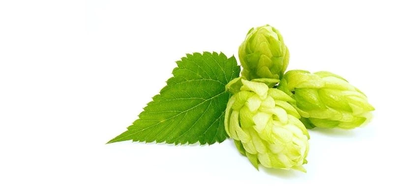 Humulus lupulus flower extract powder