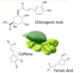 is pure green coffee bean extract safe for diabetics